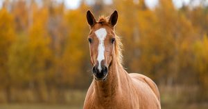 В яких випадках слід замовити послугу утримання коня
