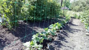 Тенти і шпалерна сітка для квітів: інвестуйте в найкраще для дачі