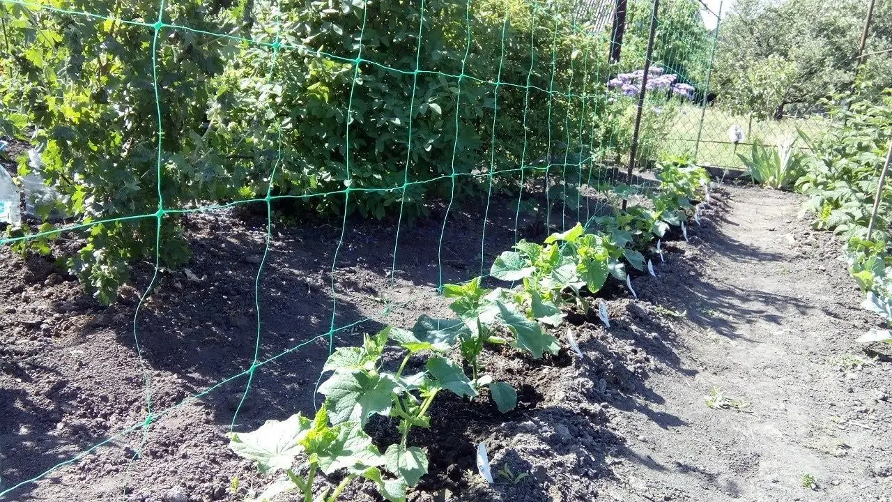 Тенти і шпалерна сітка для квітів: інвестуйте в найкраще для дачі