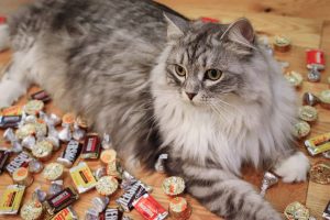 Корм для котів із чутливим травленням: як обрати раціон без різких експериментів